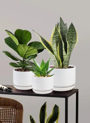 Cylinder Planter with Saucer