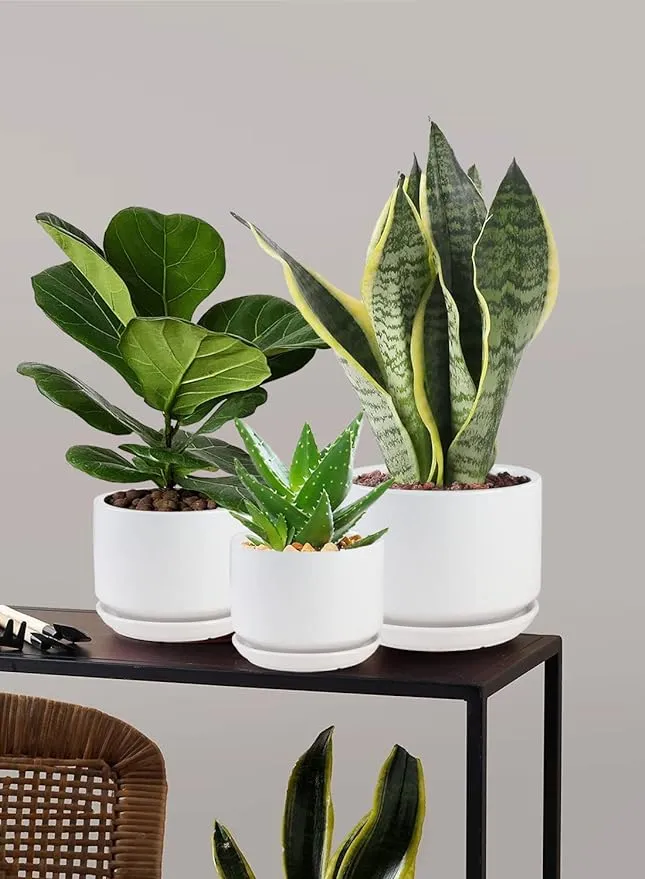 Cylinder Planter with Saucer
