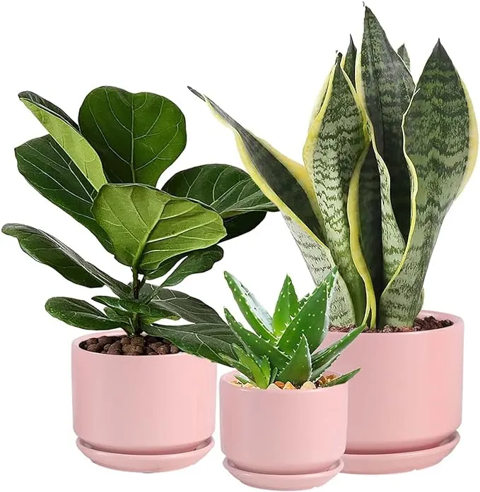 Cylinder Planter with Saucer