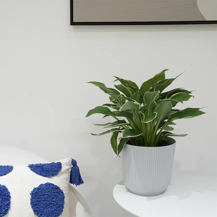Darcy Plastic Pot