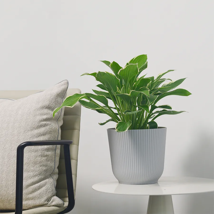 Darcy Plastic Pot