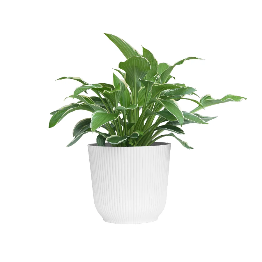 Darcy Plastic Pot