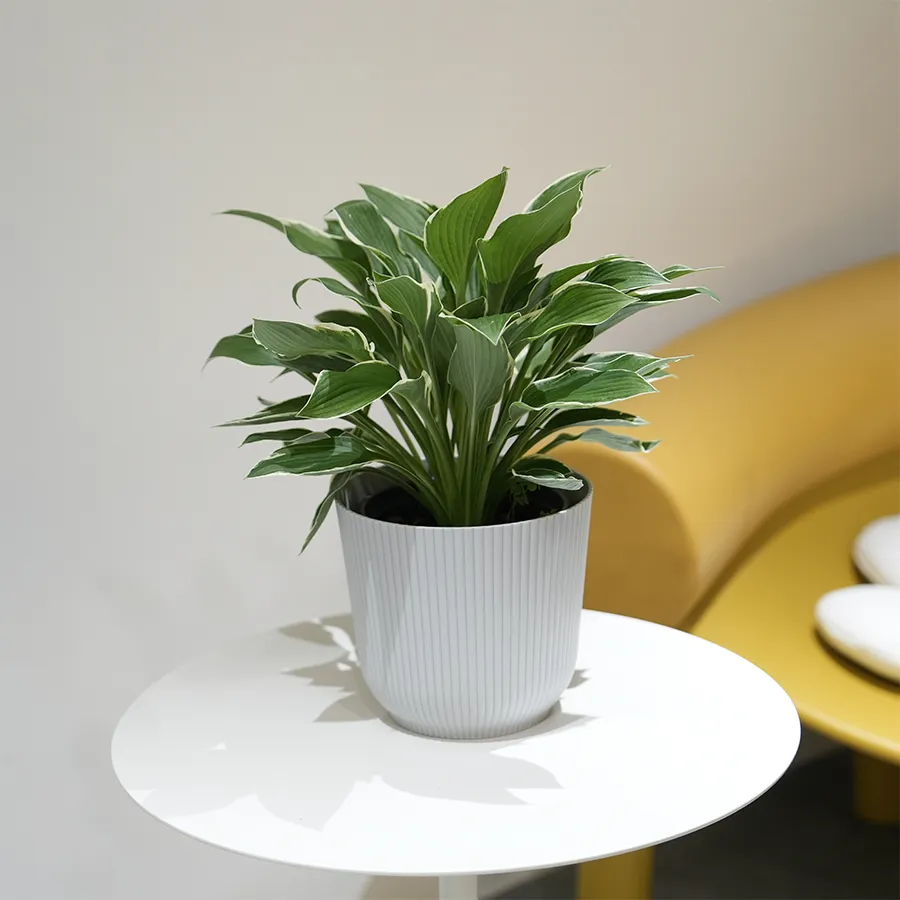 Darcy Plastic Pot