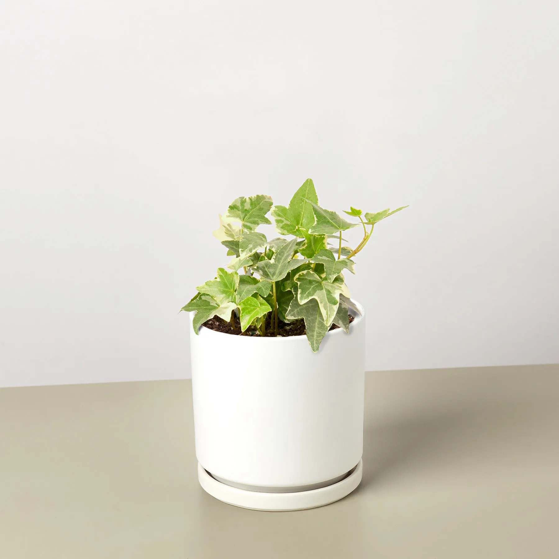 English Ivy 'Glacier'
