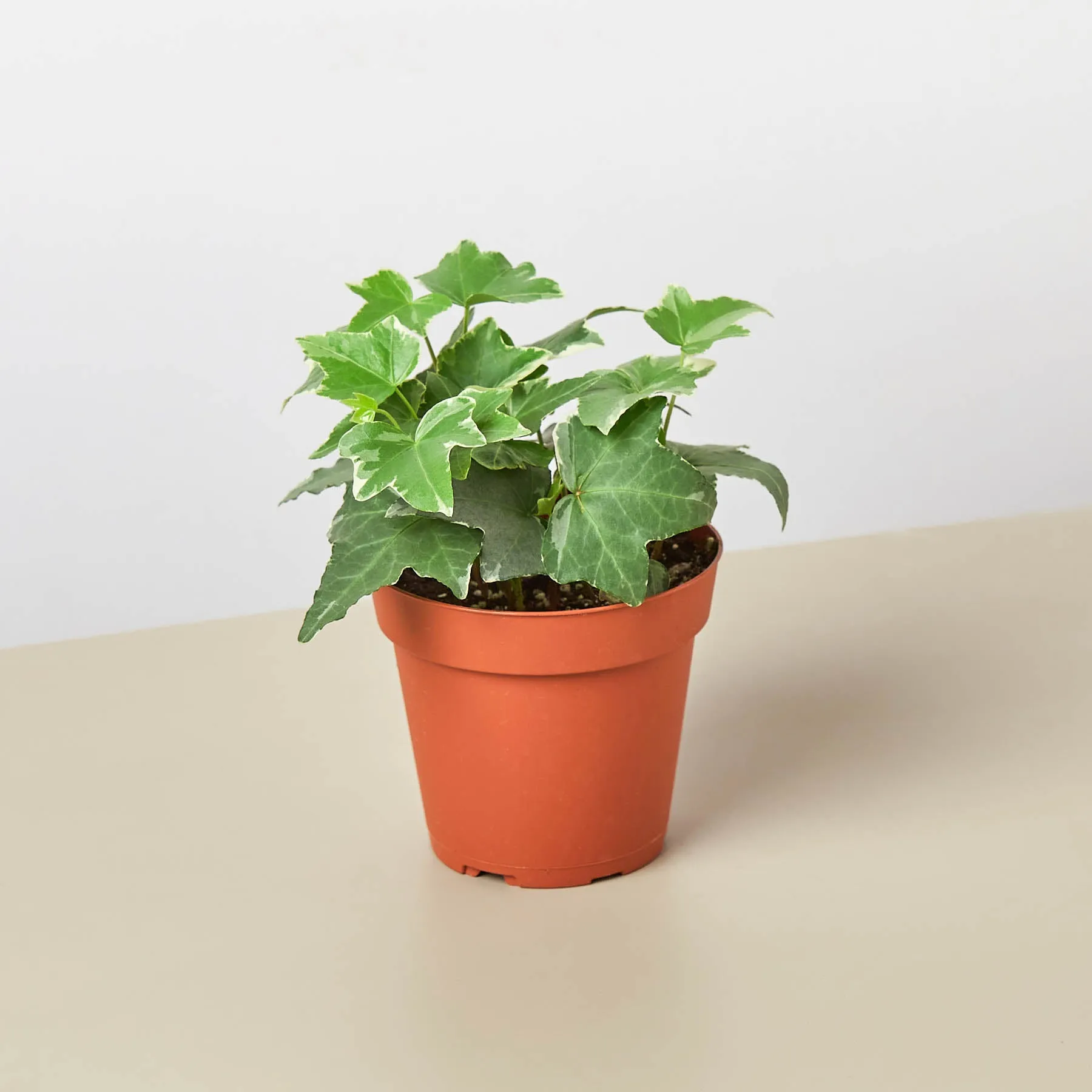 English Ivy 'Glacier'