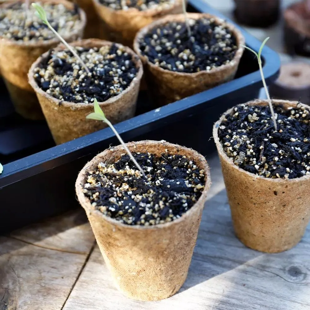 Gro-Sure 8cm Round Fibre Pots (Pack of 48)