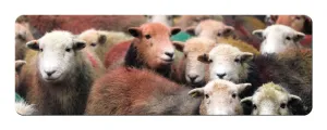 Herdwick Gang Panoramic Fridge Magnet