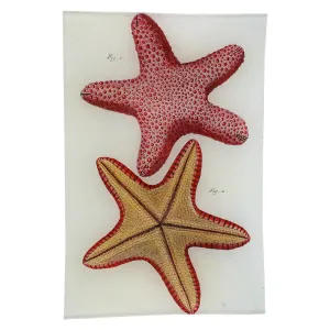 John Derian Afterie P1 103 6x9" Tray
