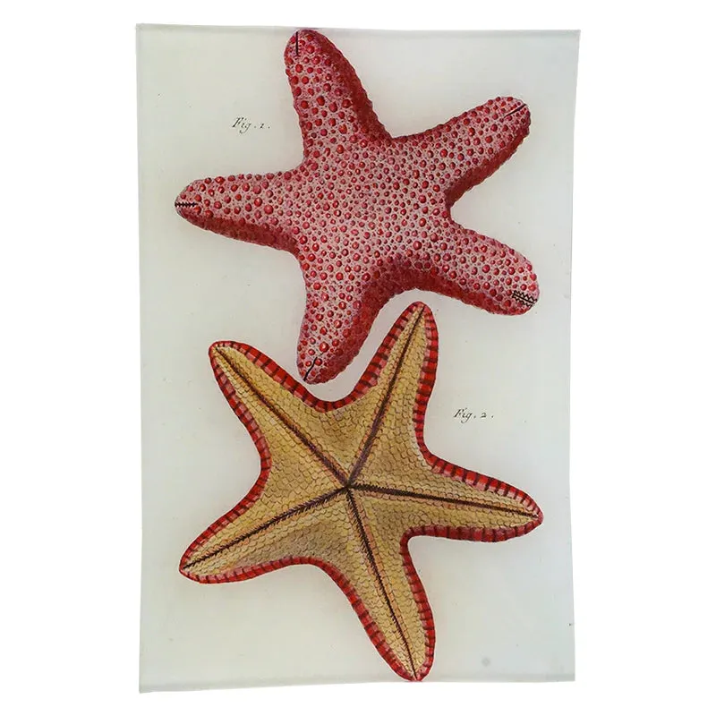 John Derian Afterie P1 103 6x9" Tray