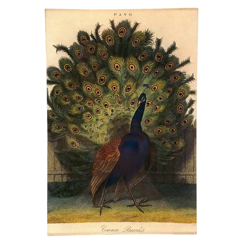 John Derian 'Common Peacock' 6 x 9" Rectangle Tray