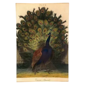 John Derian 'Common Peacock' 6 x 9" Rectangle Tray