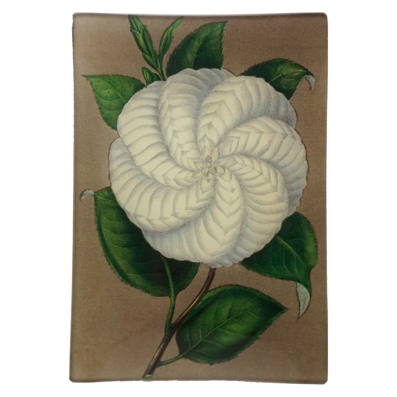 John Derian 'White Camellia' 4.5 x 6.5" Mini Rectangle Tray