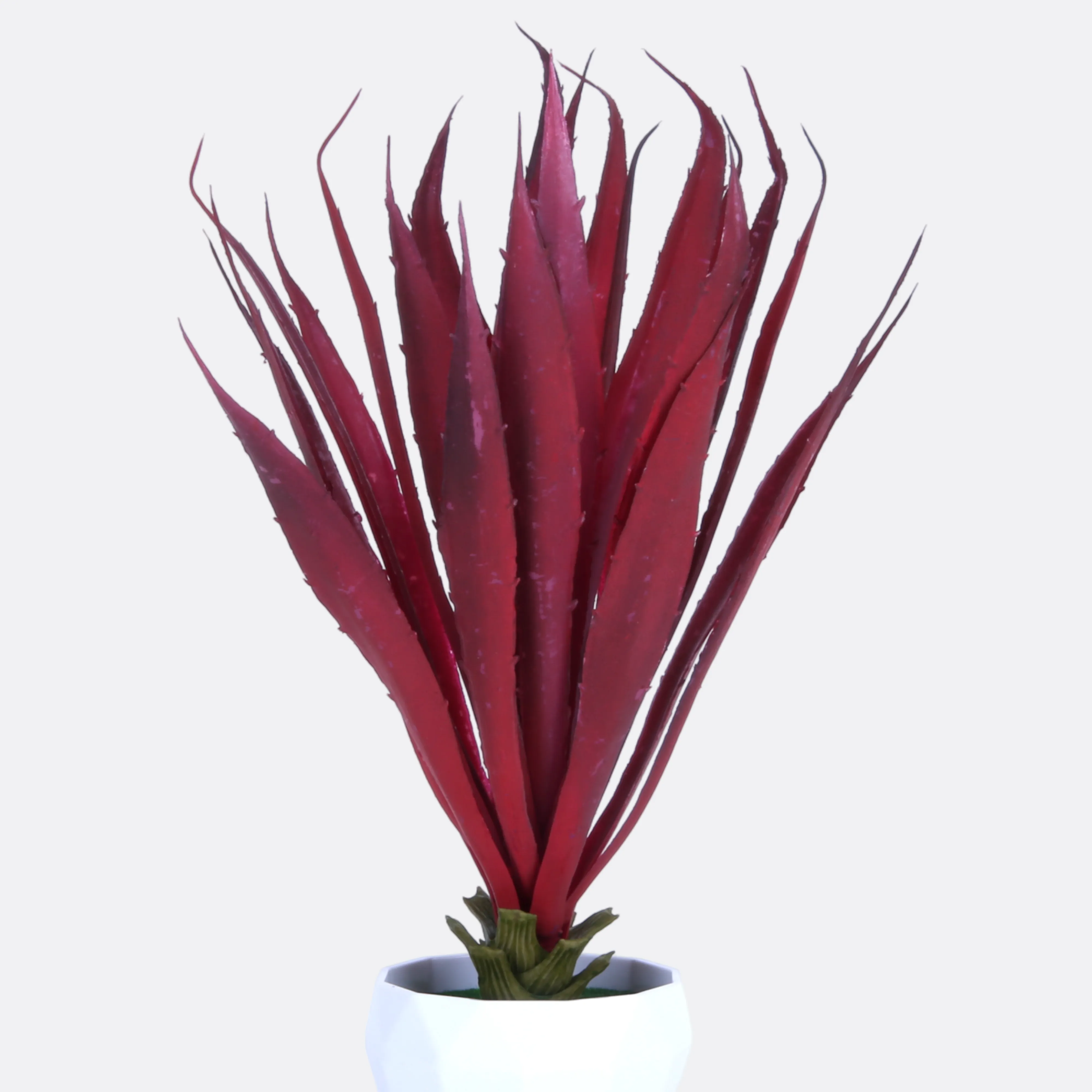 Julie Succulent Plant