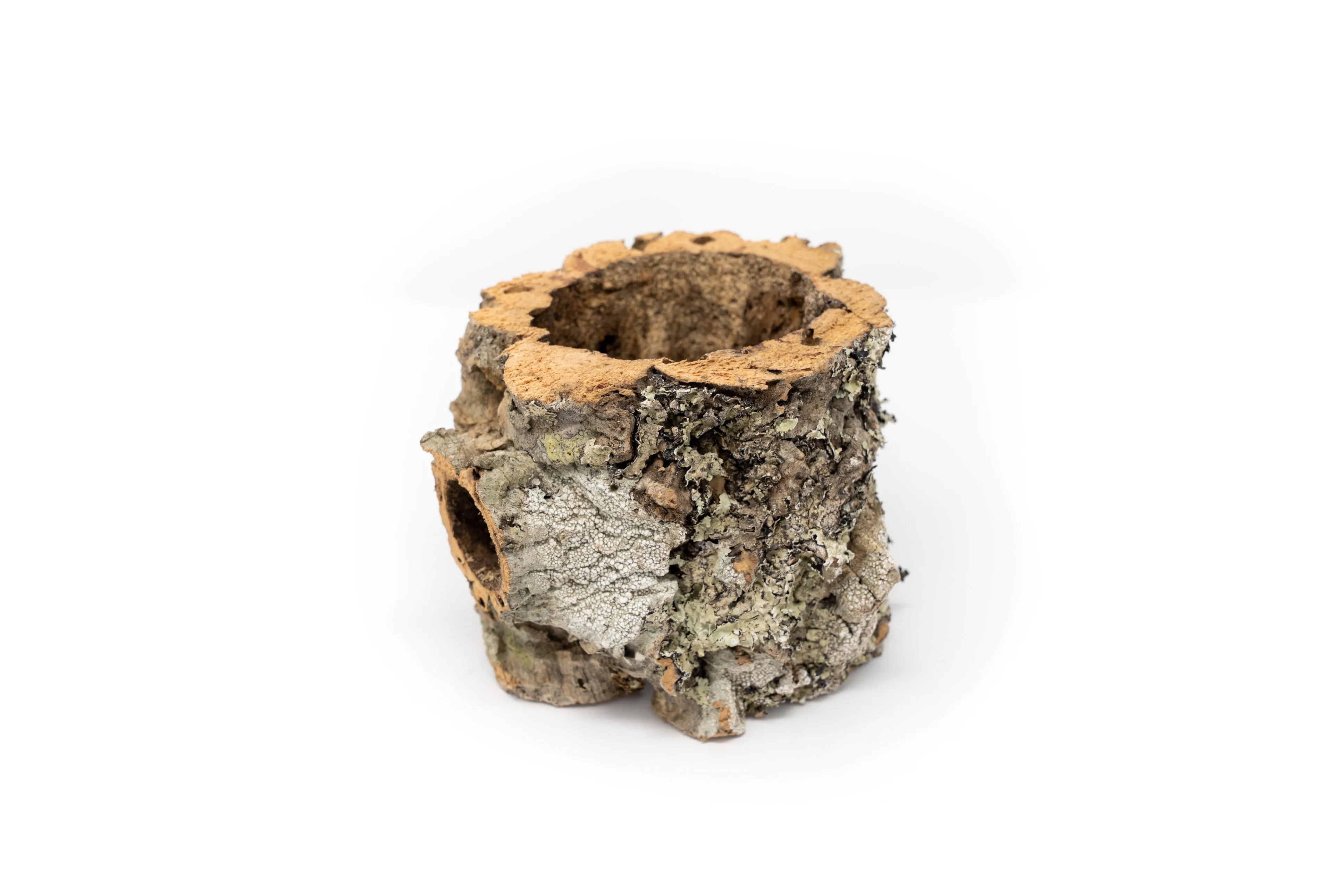 Natural Cork Bark Planters with Assorted Tillandsia Air Plants