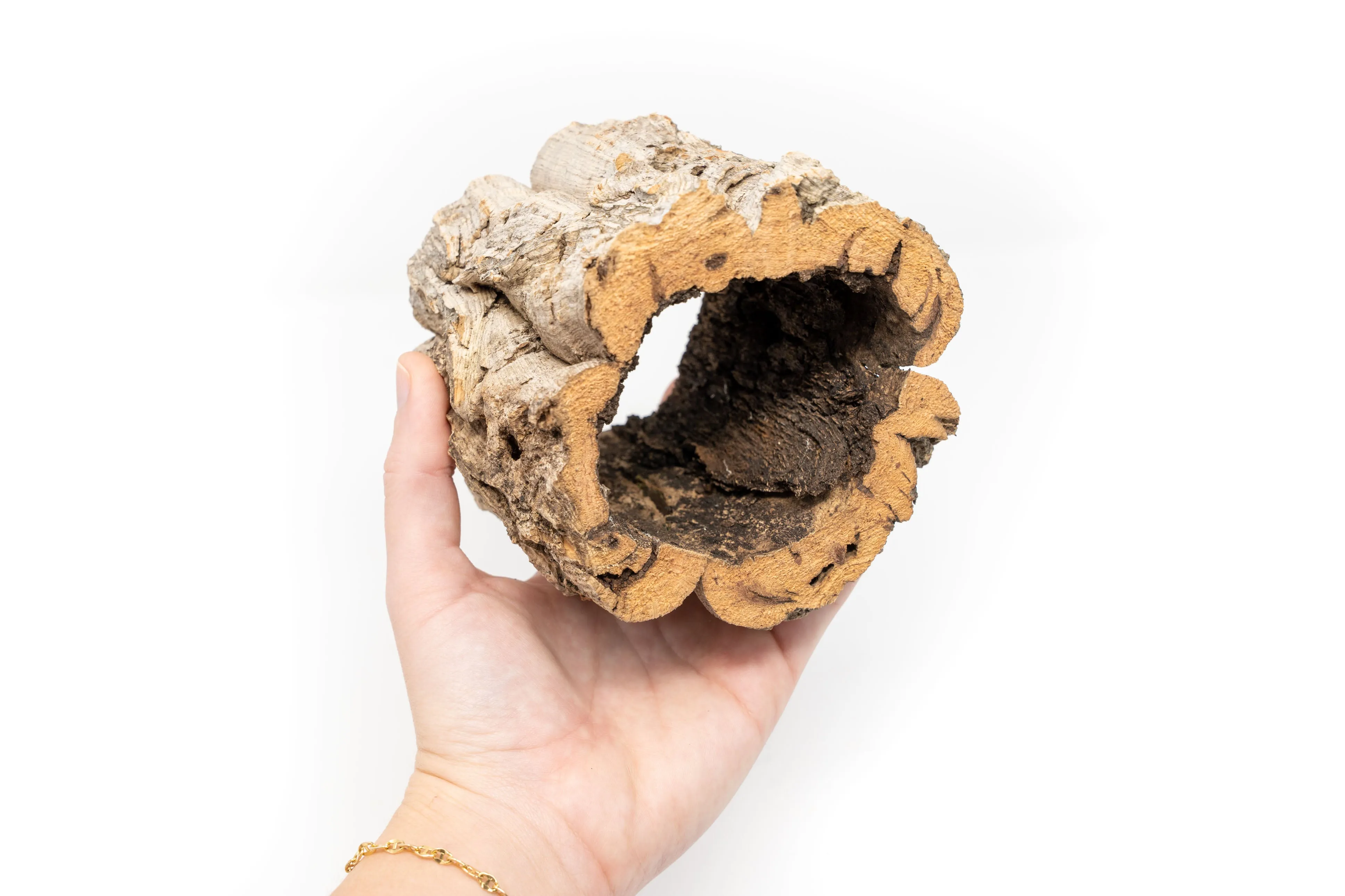 Natural Cork Bark Planters with Assorted Tillandsia Air Plants