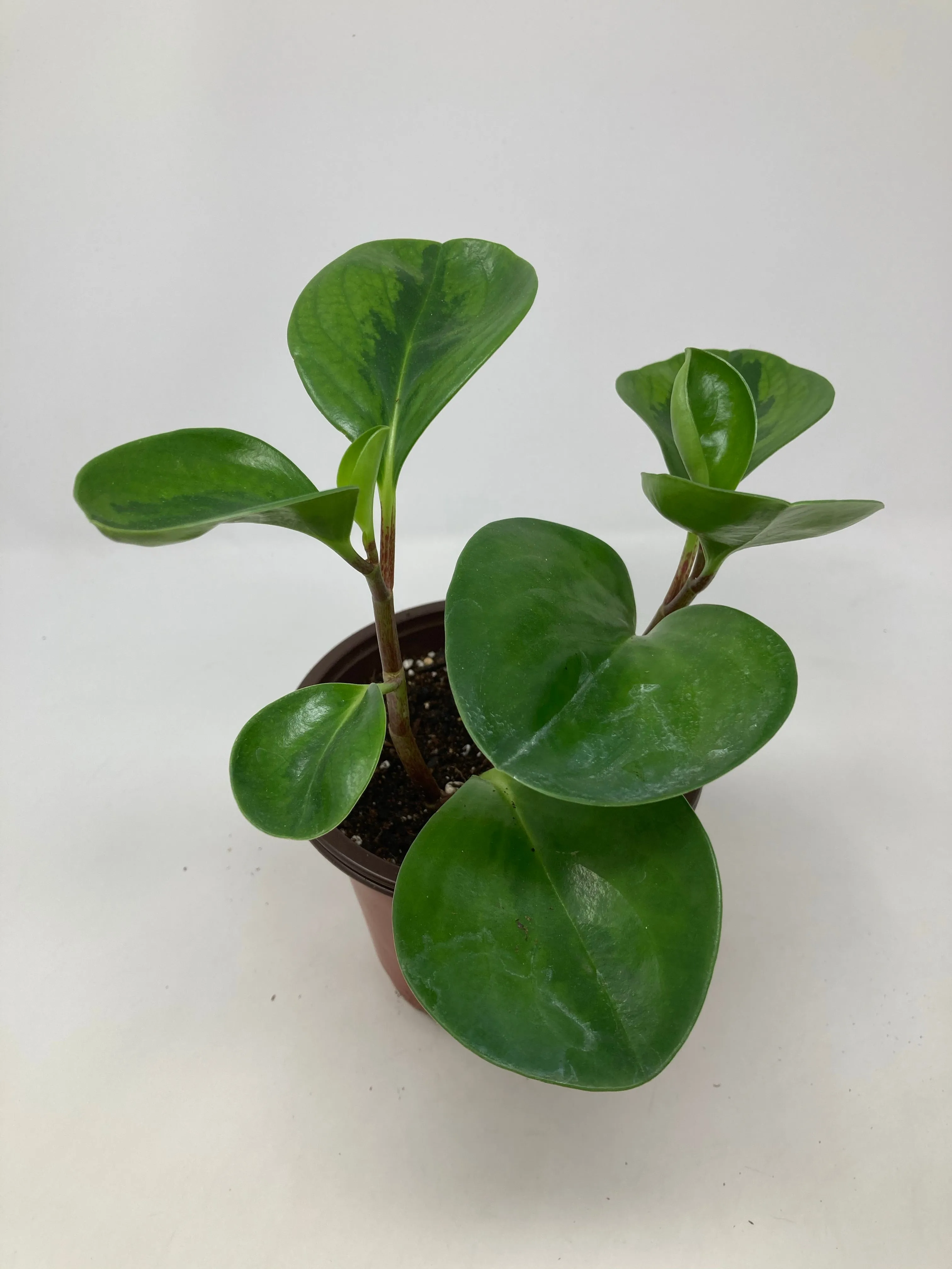 Peperomia 'Lemon Lime'