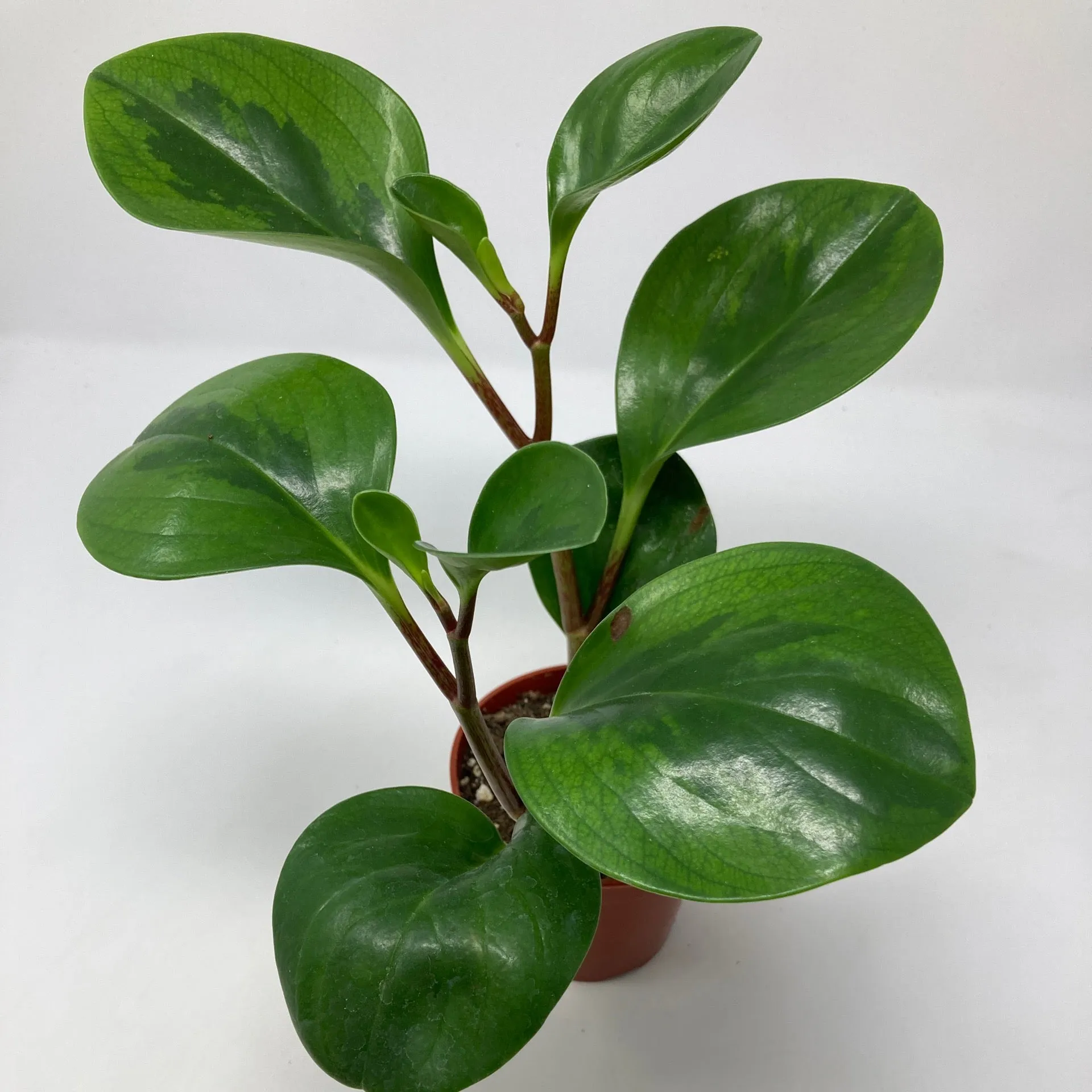 Peperomia 'Lemon Lime'