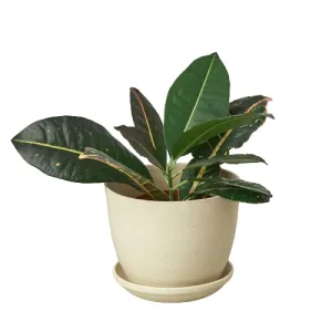 Plant Fiber Pot