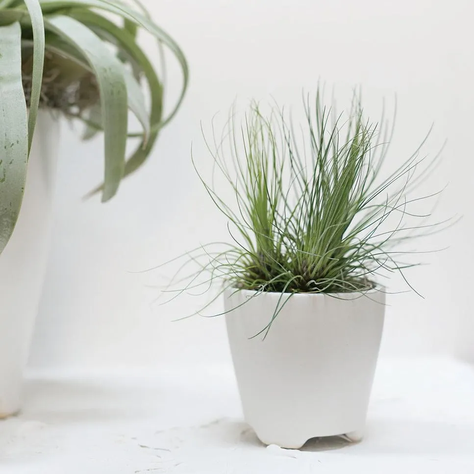 Ruth Pot | White (Mini)