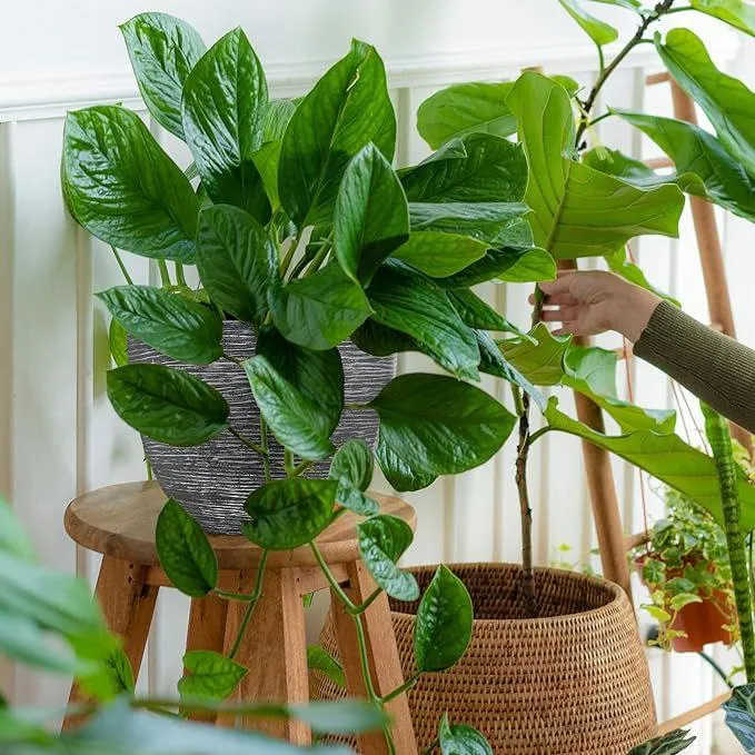 SG Traders ™ Large Round Plastic Spiral Garden Plant Pot
