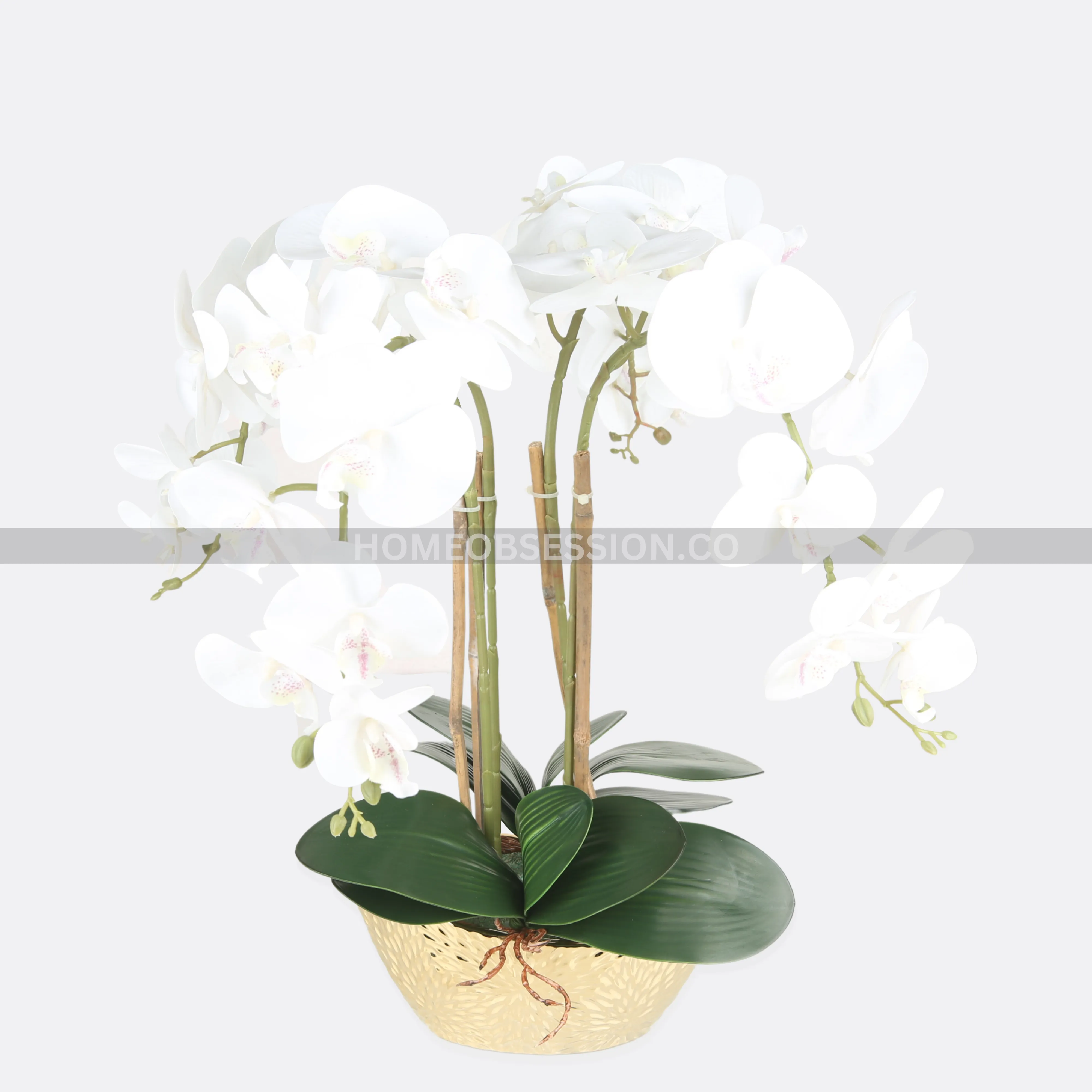 Thai Orchard Plant In Ceramic Bowl