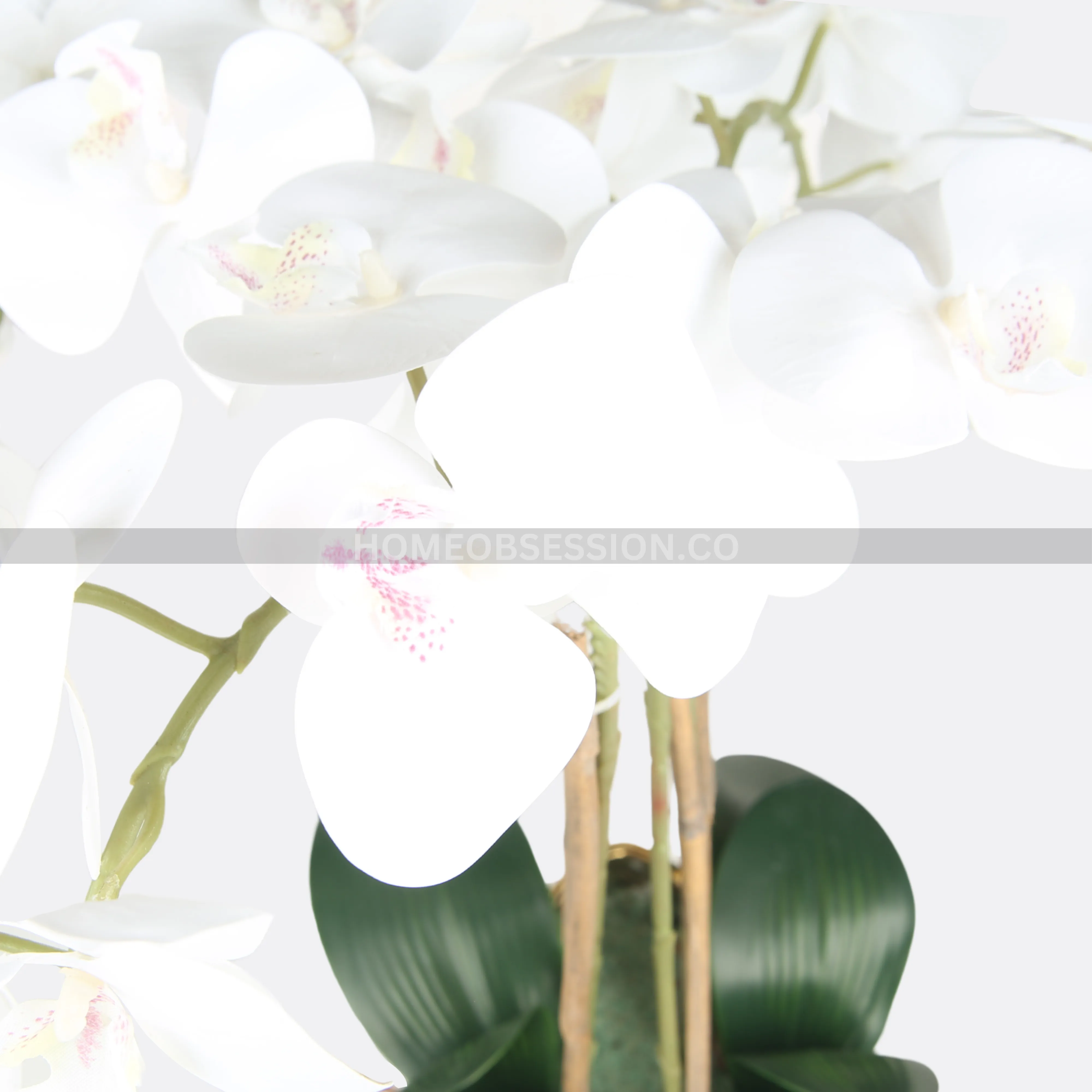 Thai Orchard Plant In Ceramic Bowl