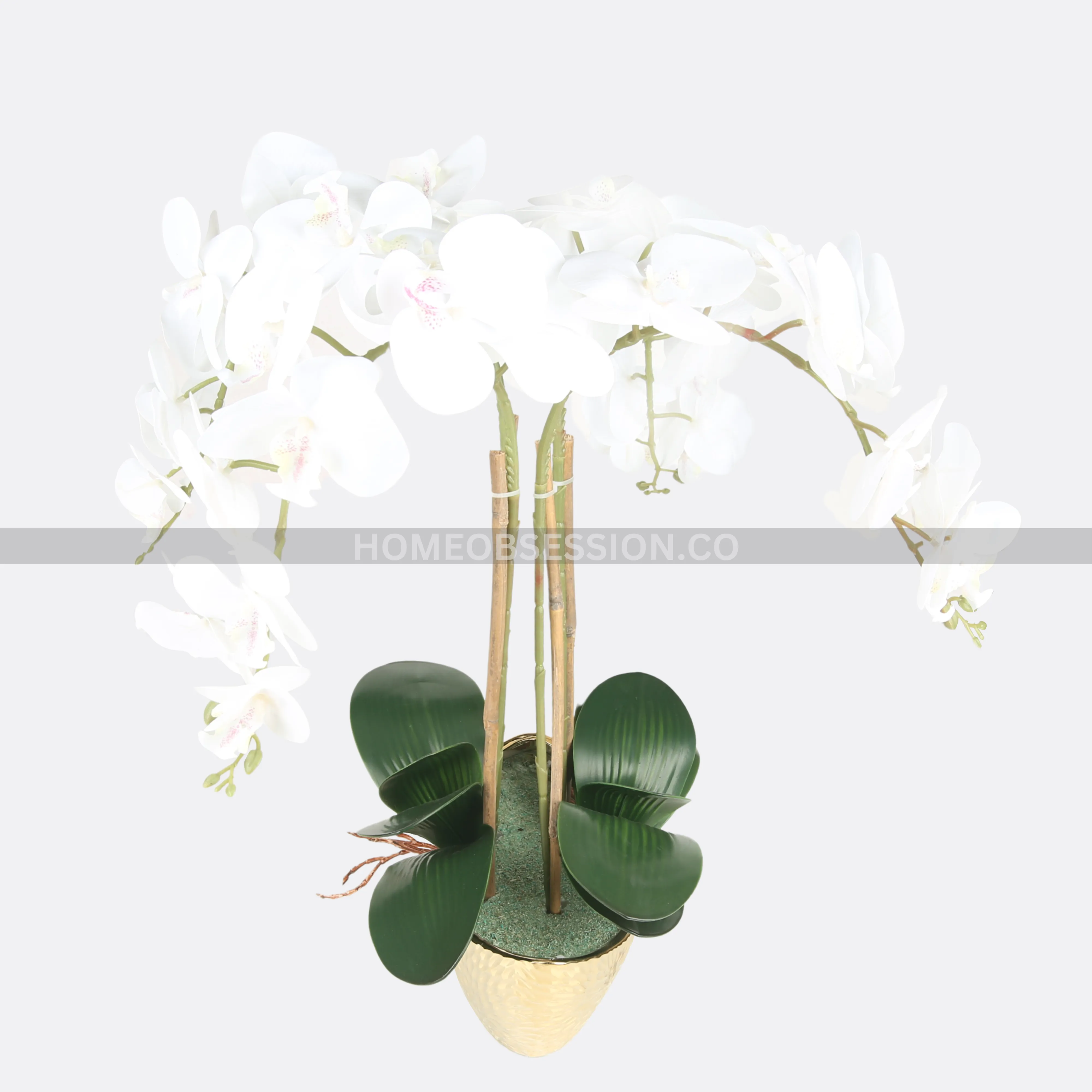 Thai Orchard Plant In Ceramic Bowl