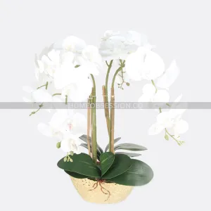 Thai Orchard Plant In Ceramic Bowl